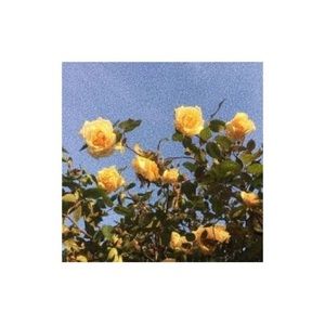 Meet your Posher, Dillon